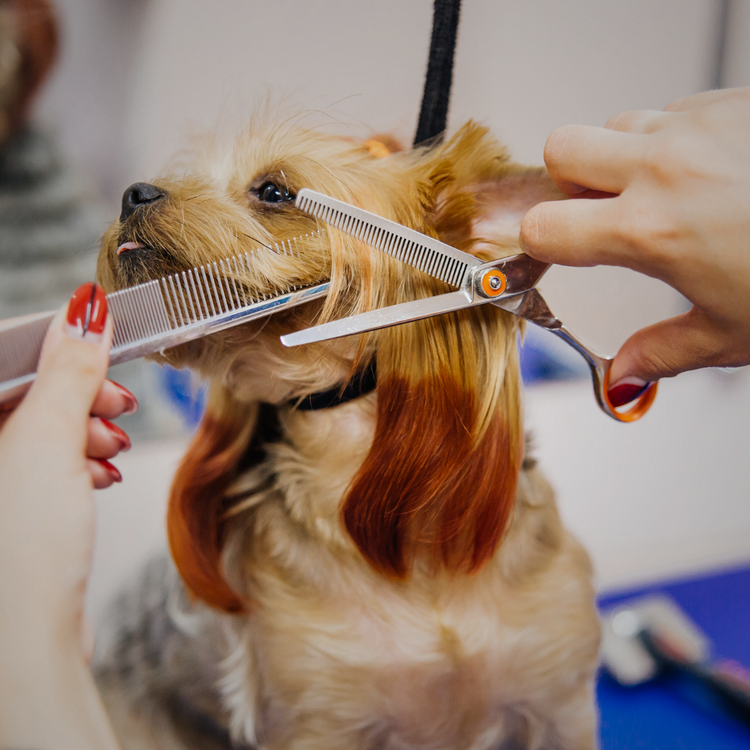 Pet Grooming Supplies