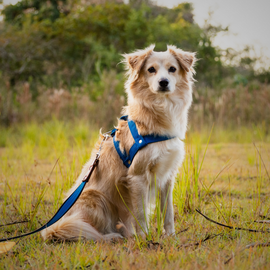 Leashes & Harnesses