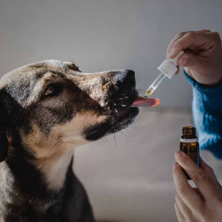 Pet Health & Wellness
