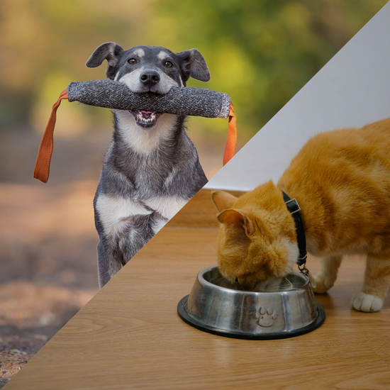 Pet Training Supplies & Feeders