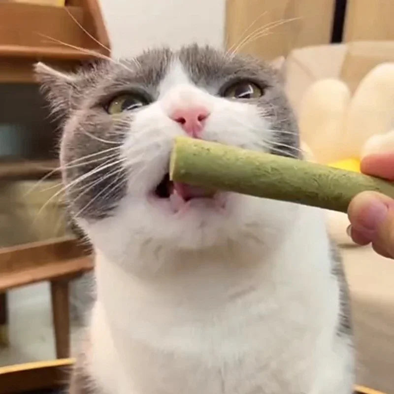 Cat Grass Chew & Teeth Cleaner