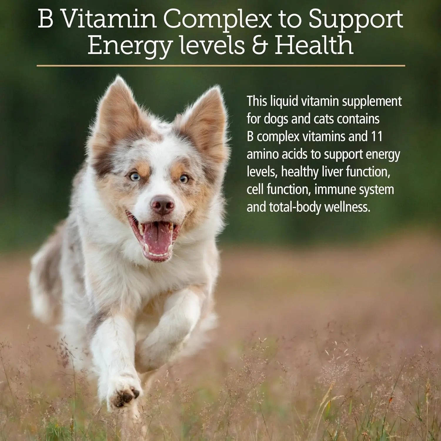 8oz Amino B-Plex Cat & Dog Supplement - Vitamin B Complex Liquid Plus Amino Acids for Dogs & Cats - Appetite Booster