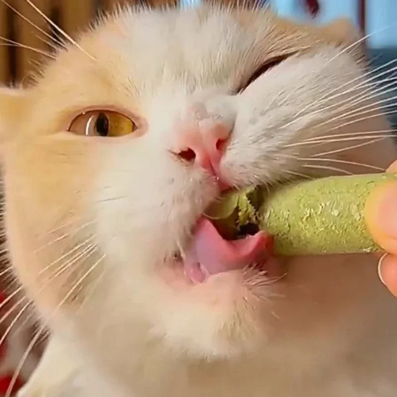 Cat Grass Chew & Teeth Cleaner