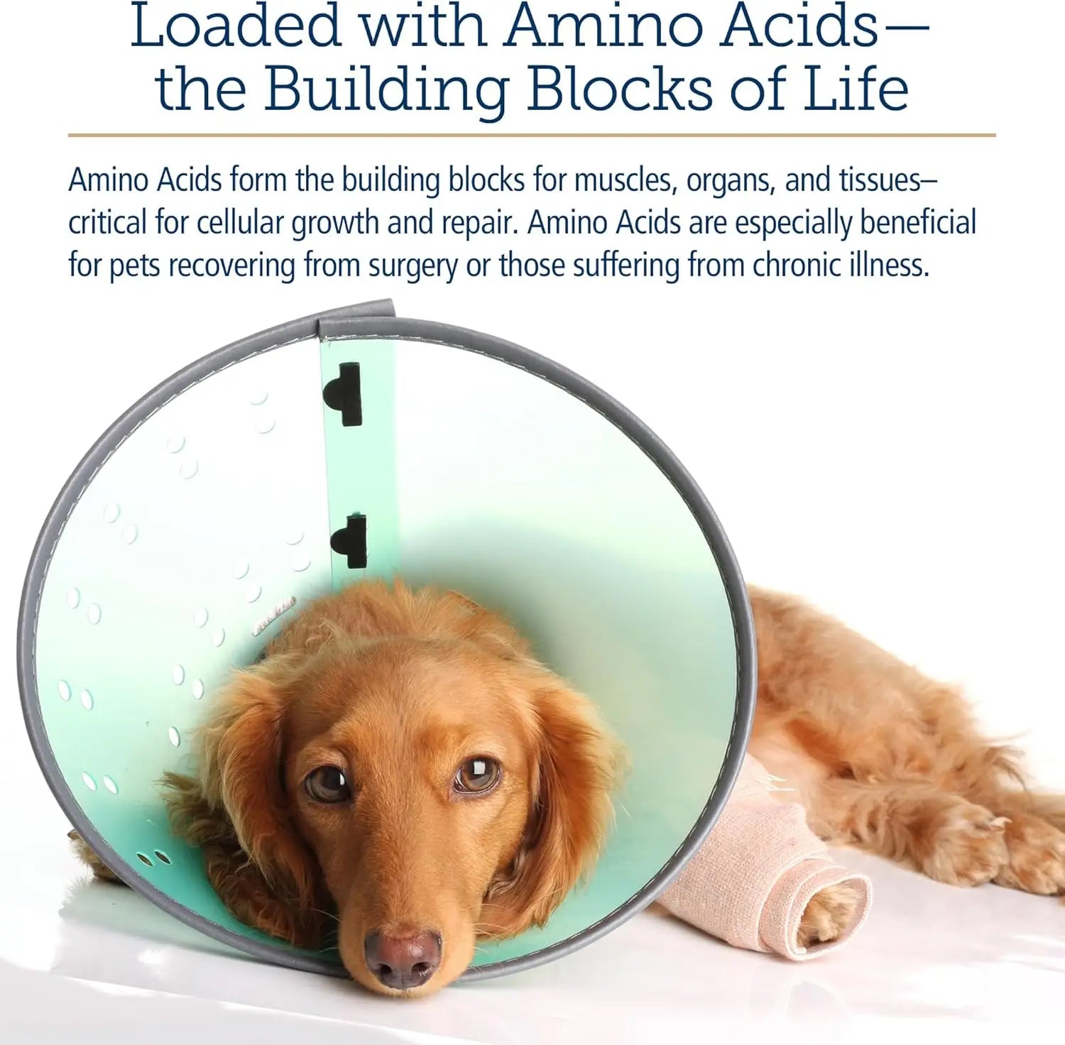 8oz Amino B-Plex Cat & Dog Supplement - Vitamin B Complex Liquid Plus Amino Acids for Dogs & Cats - Appetite Booster