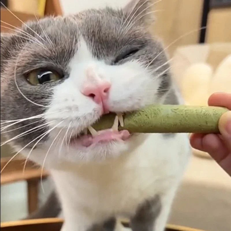 Cat Grass Chew & Teeth Cleaner