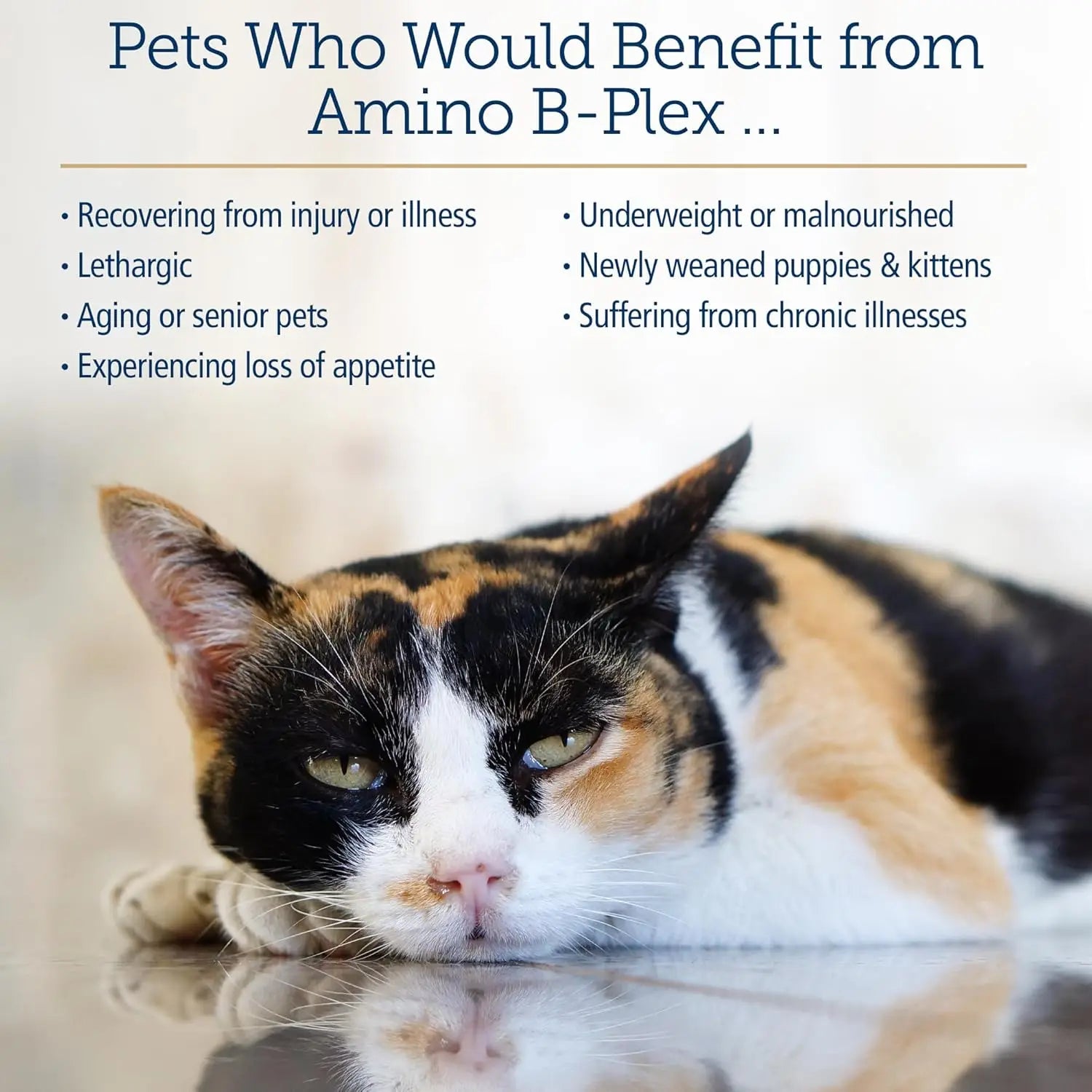 8oz Amino B-Plex Cat & Dog Supplement - Vitamin B Complex Liquid Plus Amino Acids for Dogs & Cats - Appetite Booster