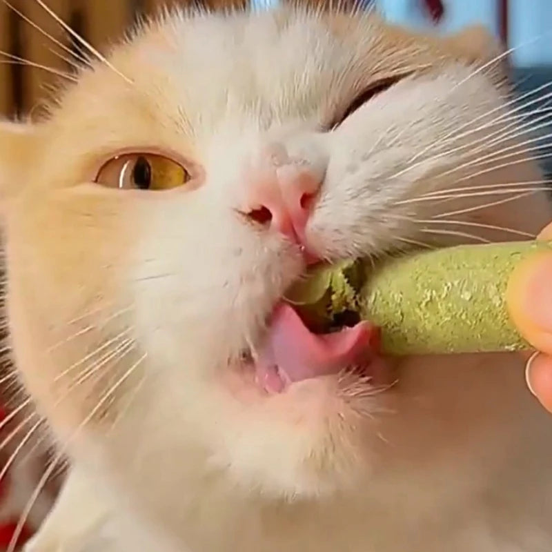 Cat Grass Chew & Teeth Cleaner